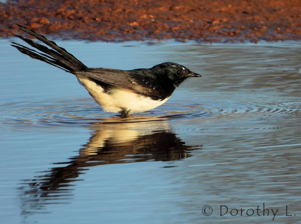 Willy Wagtail (Rhipidura leucophrys)