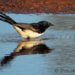 Willy Wagtail (Rhipidura leucophrys)