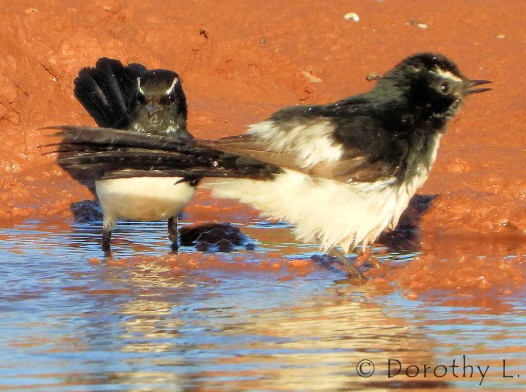 Willy Wagtail (Rhipidura leucophrys)