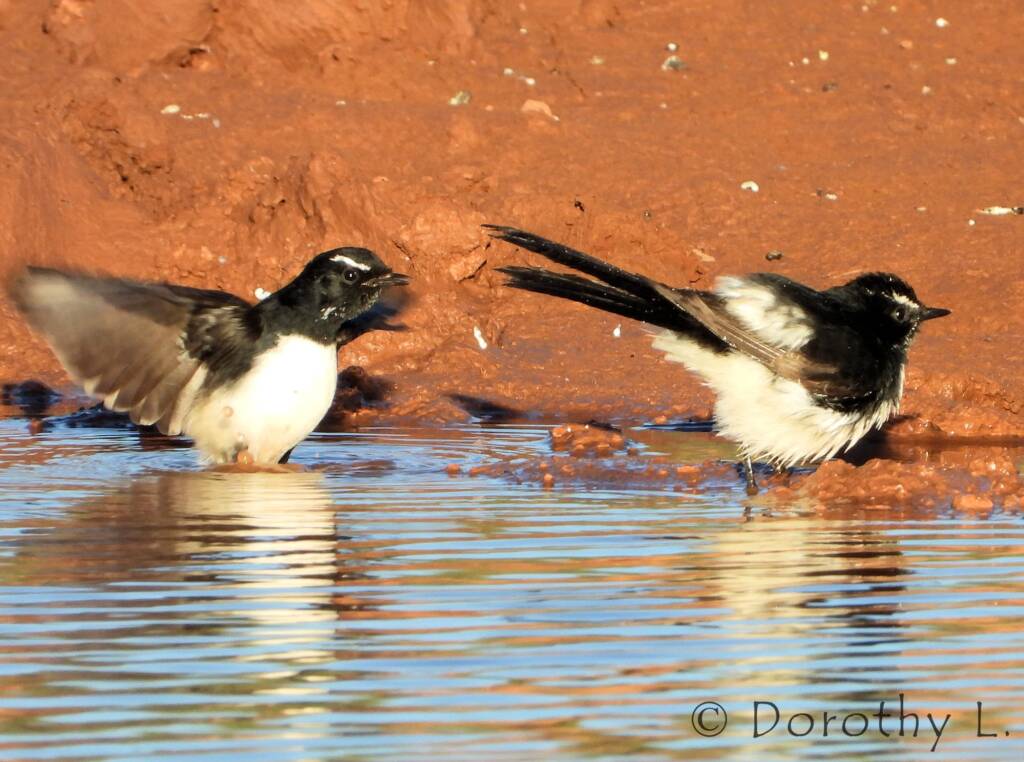 Willy Wagtail (Rhipidura leucophrys)