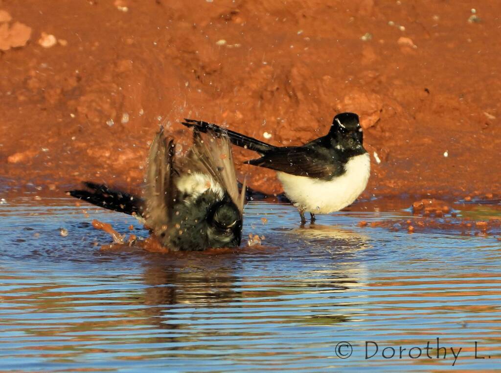 Willy Wagtail (Rhipidura leucophrys)