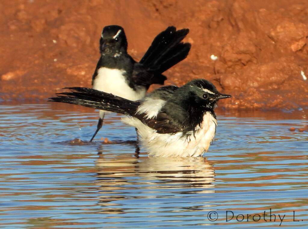 Willy Wagtail (Rhipidura leucophrys)