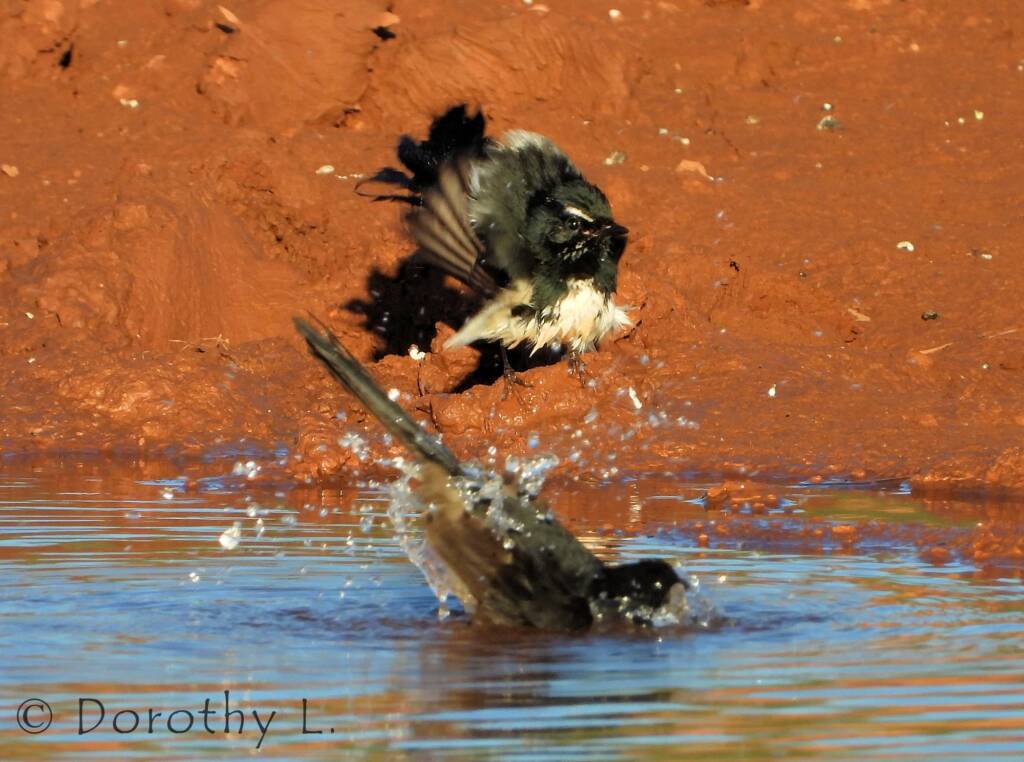 Willy Wagtail (Rhipidura leucophrys)