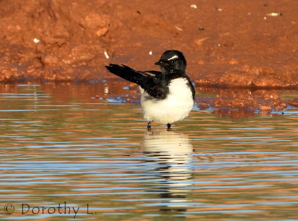 Willy Wagtail (Rhipidura leucophrys)