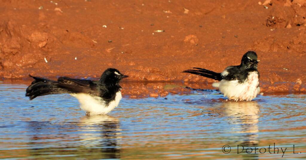 Willy Wagtail (Rhipidura leucophrys)