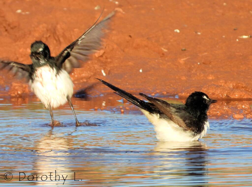 Willy Wagtail (Rhipidura leucophrys)
