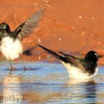 Willy Wagtail (Rhipidura leucophrys)