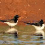 Willy Wagtail (Rhipidura leucophrys)