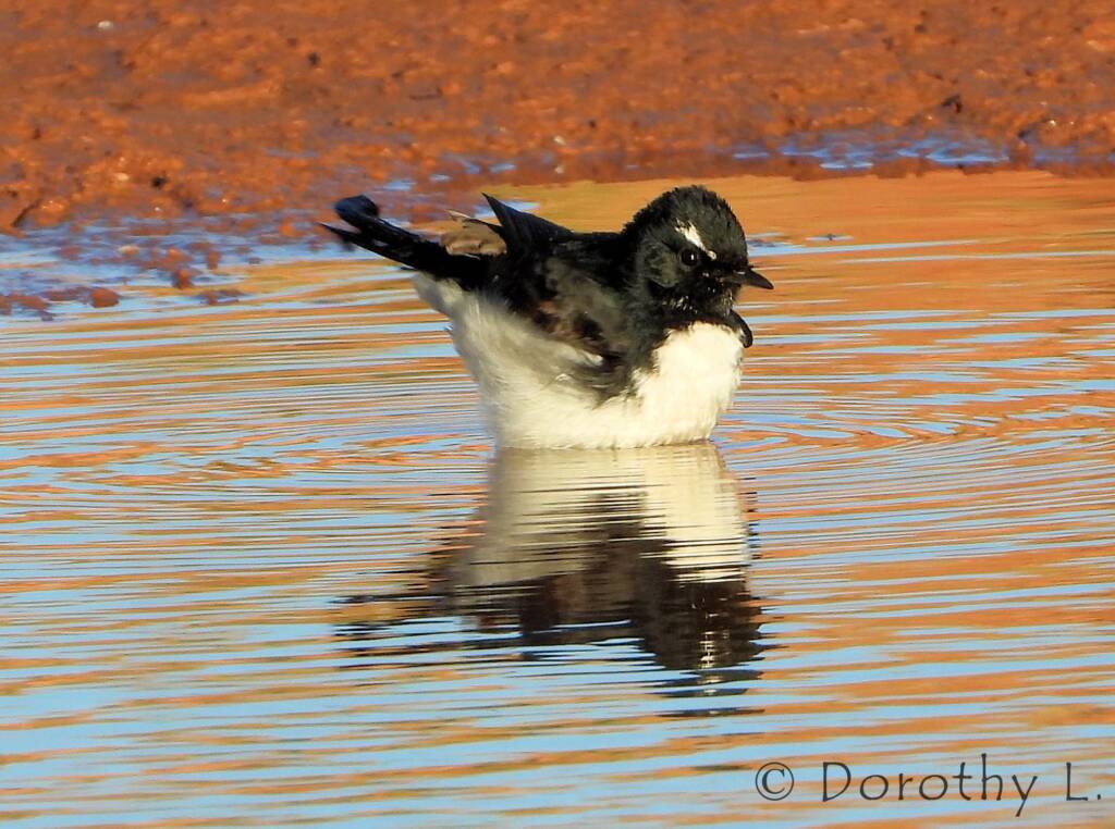 Willy Wagtail (Rhipidura leucophrys)