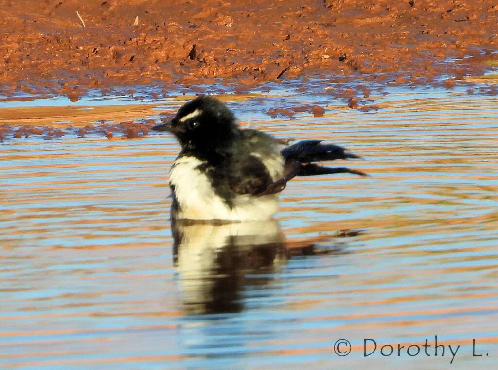 Willy Wagtail (Rhipidura leucophrys)
