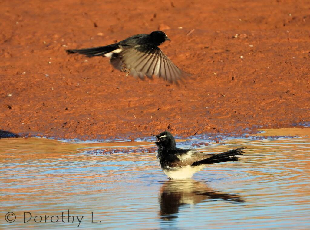 Willy Wagtail (Rhipidura leucophrys)