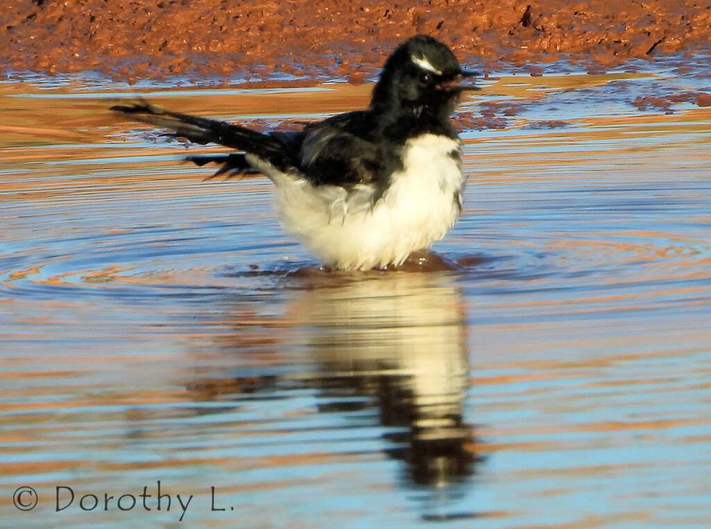 Willy Wagtail (Rhipidura leucophrys)