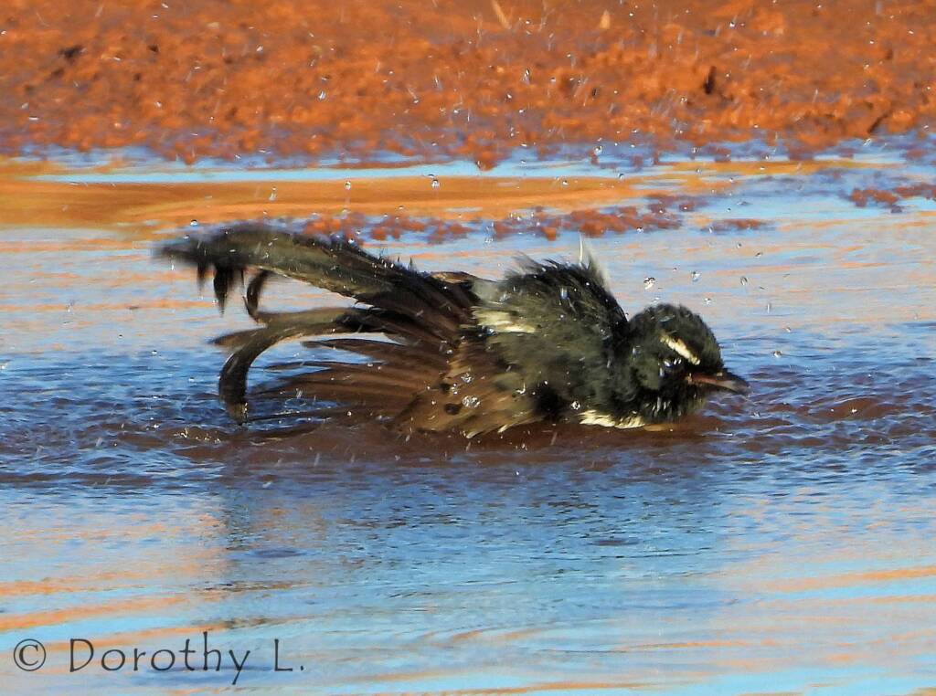 Willy Wagtail (Rhipidura leucophrys)