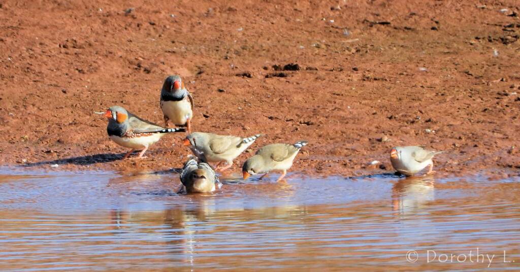 Zebra Finches and Crimson Chat, Santa Teresa Rd, NT