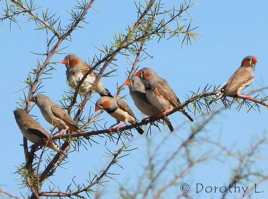 Zebra Finch (Taeniopygia guttata)
