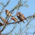 Zebra Finch (Taeniopygia guttata)