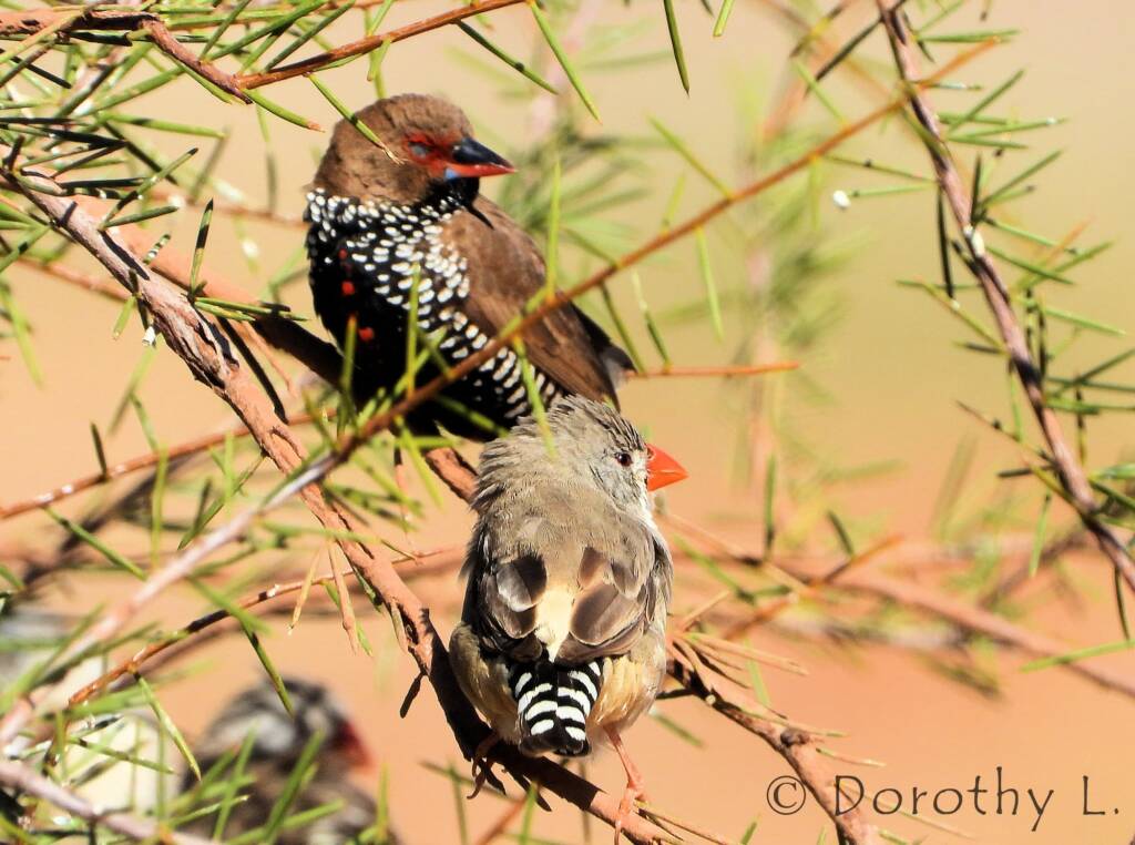 Painted Finch (Emblema pictum) and Zebra Finch (Taeniopygia guttata)