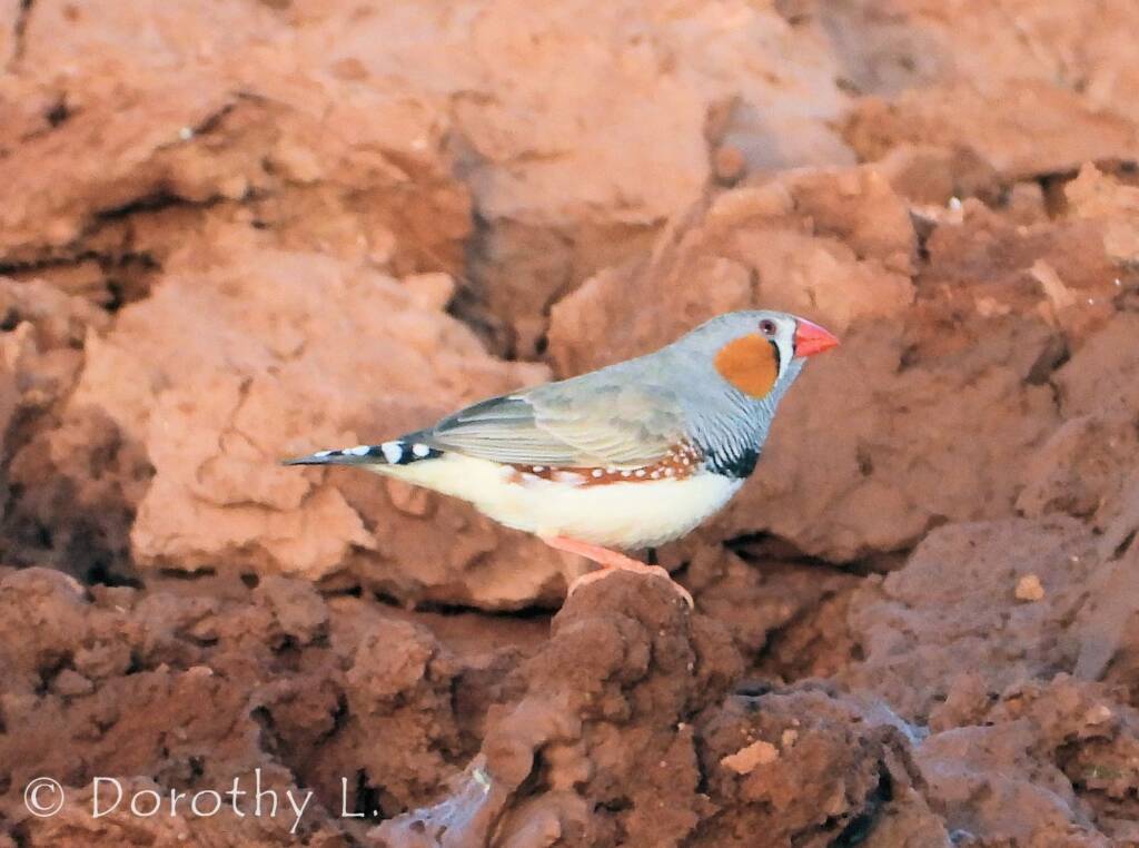 Zebra Finch (Taeniopygia guttata)