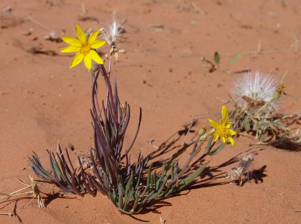 Annual Yellowtop (Senecio gregorii)