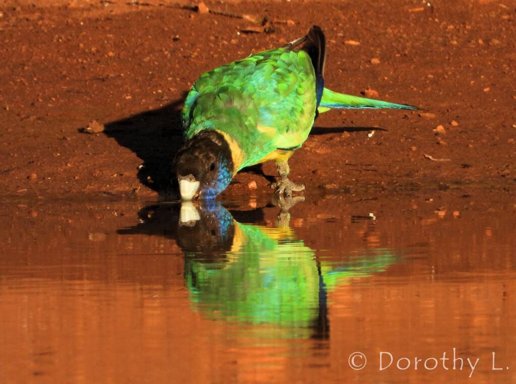 Australian Ringneck (Barnardius zonarius), Kunoth Bore, NT