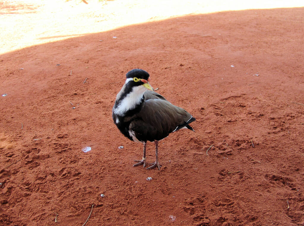 Banded Lapwing (Vanellus tricolor)