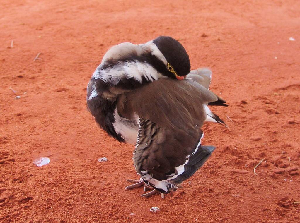 Banded Lapwing (Vanellus tricolor)
