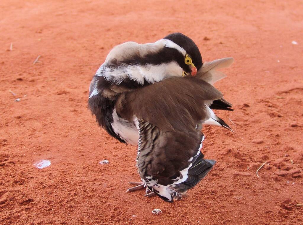Banded Lapwing (Vanellus tricolor)