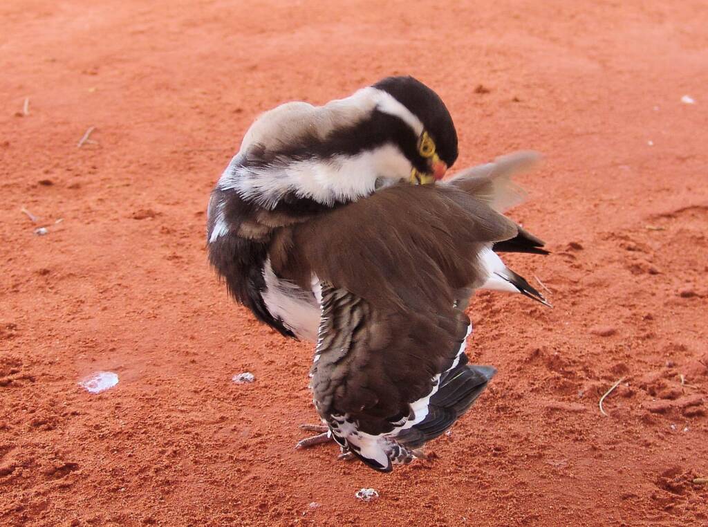 Banded Lapwing (Vanellus tricolor)