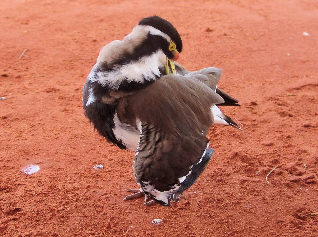 Banded Lapwing (Vanellus tricolor)