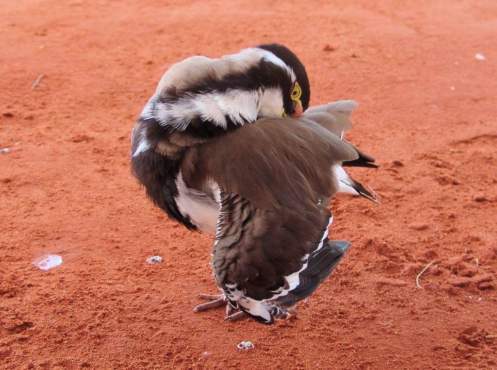 Banded Lapwing (Vanellus tricolor)