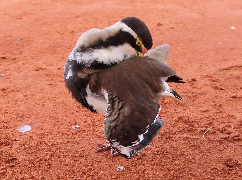 Banded Lapwing (Vanellus tricolor)