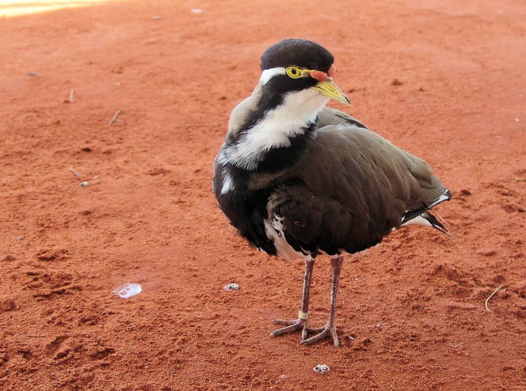 Banded Lapwing (Vanellus tricolor)