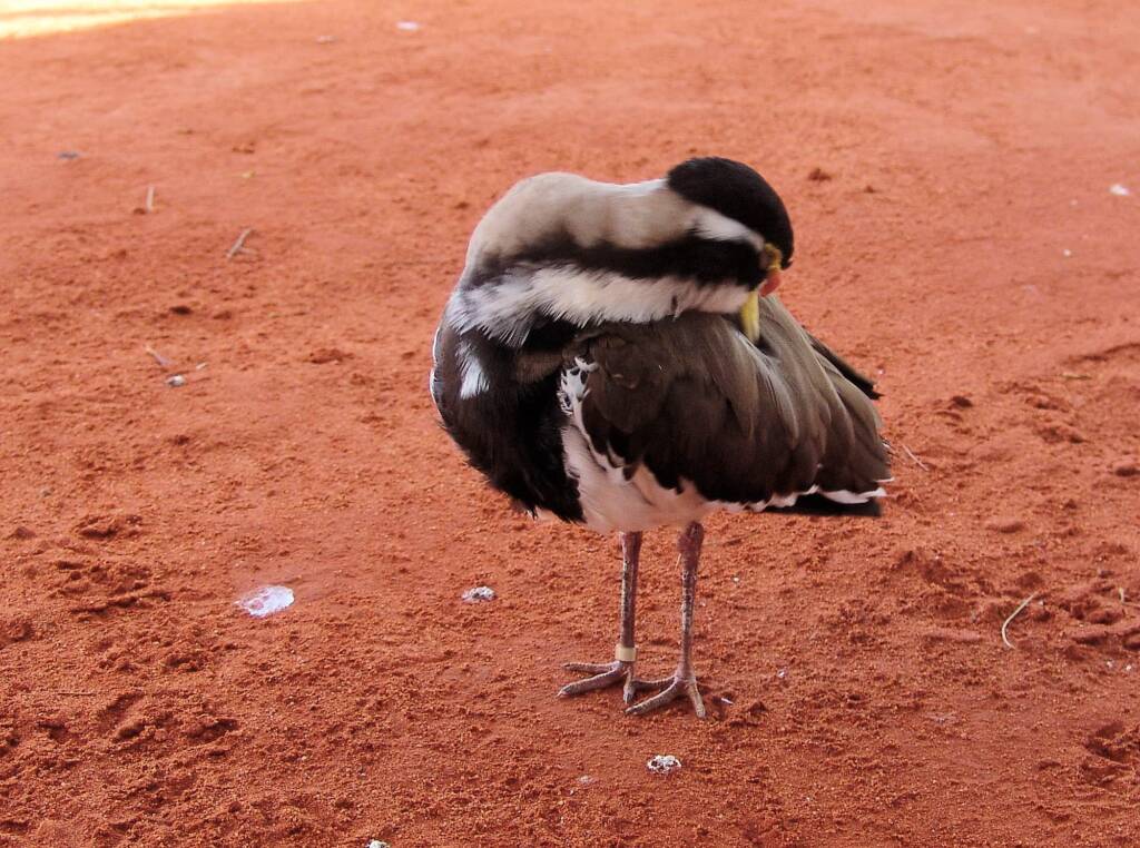 Banded Lapwing (Vanellus tricolor)