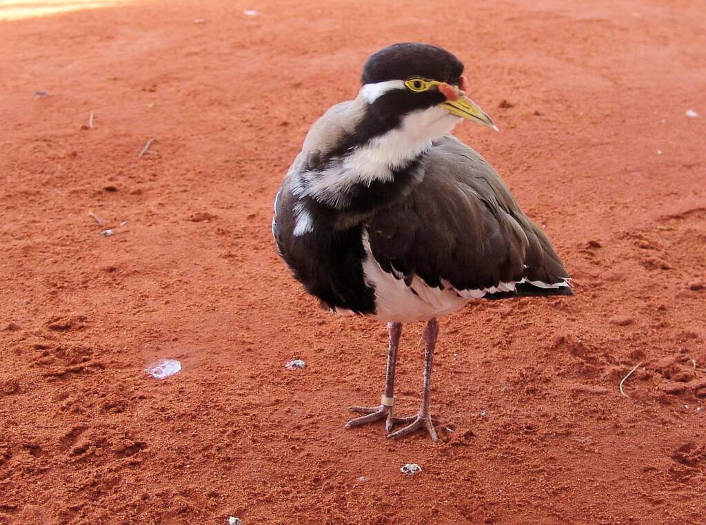 Banded Lapwing (Vanellus tricolor)