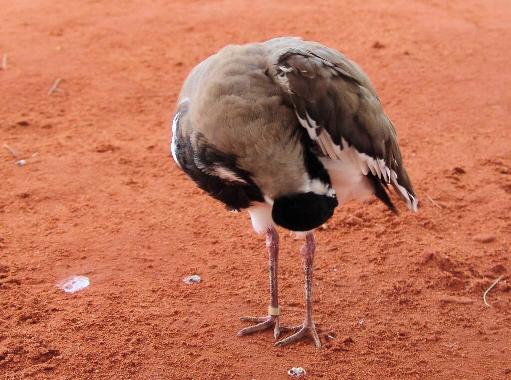Banded Lapwing (Vanellus tricolor)