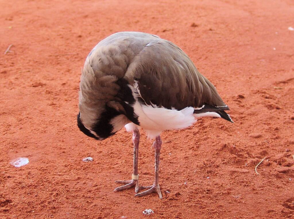 Banded Lapwing (Vanellus tricolor)