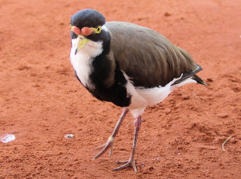 Banded Lapwing (Vanellus tricolor)
