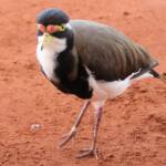 Banded Lapwing (Vanellus tricolor)