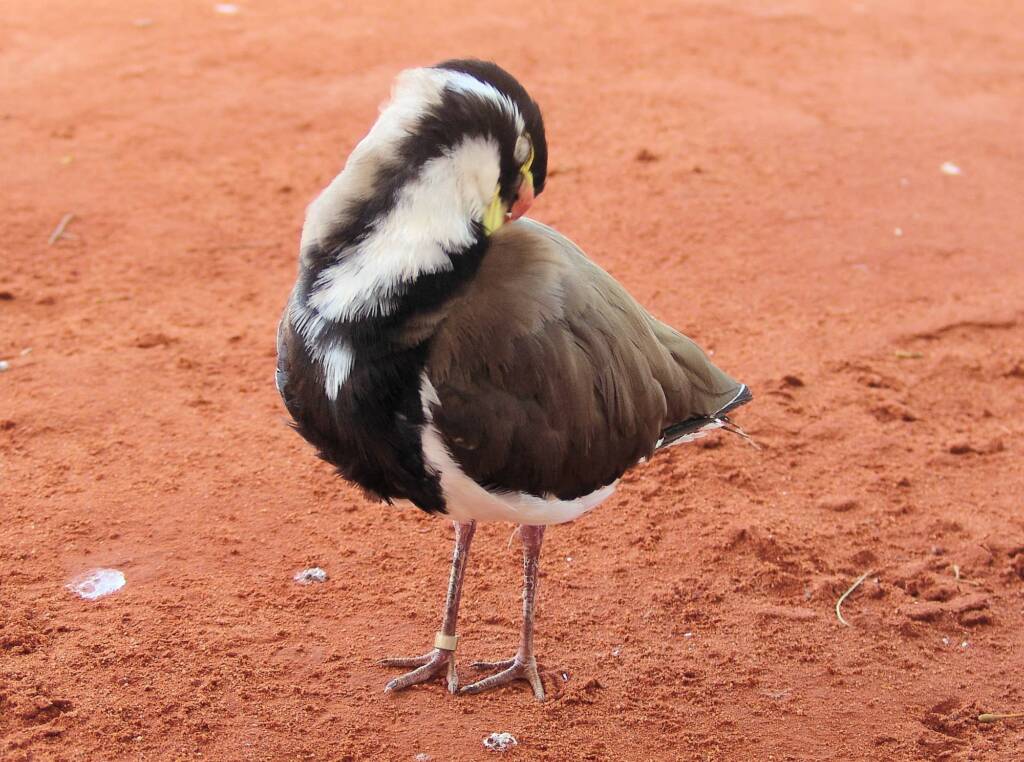 Banded Lapwing (Vanellus tricolor)