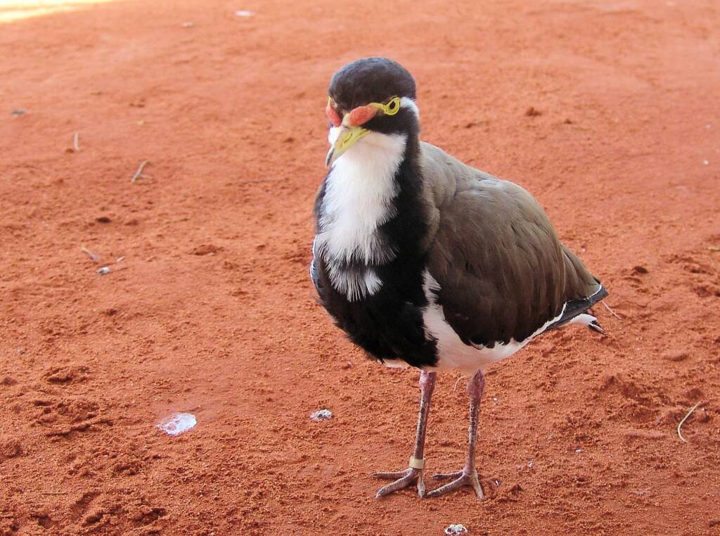 Banded Lapwing (Vanellus tricolor)