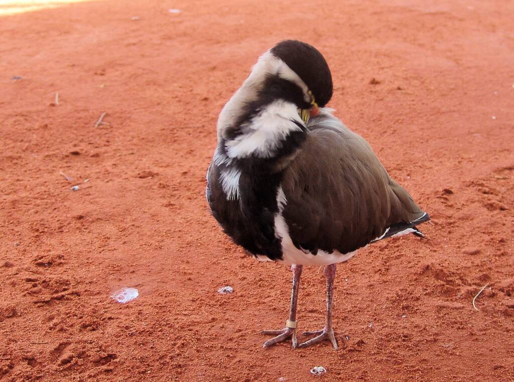 Banded Lapwing (Vanellus tricolor)