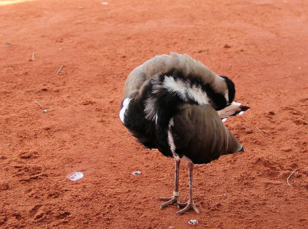 Banded Lapwing (Vanellus tricolor)