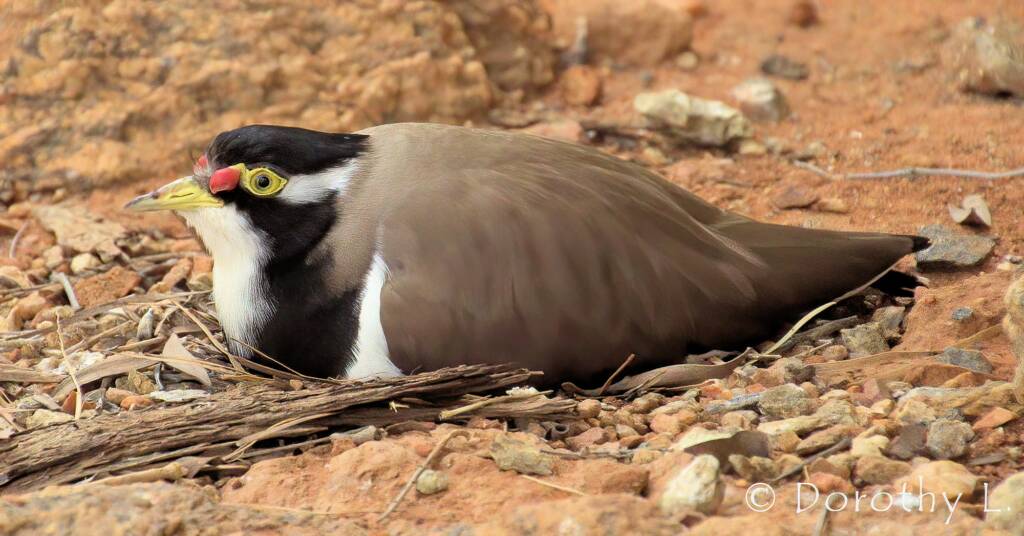 Banded Lapwing (Vanellus tricolor)