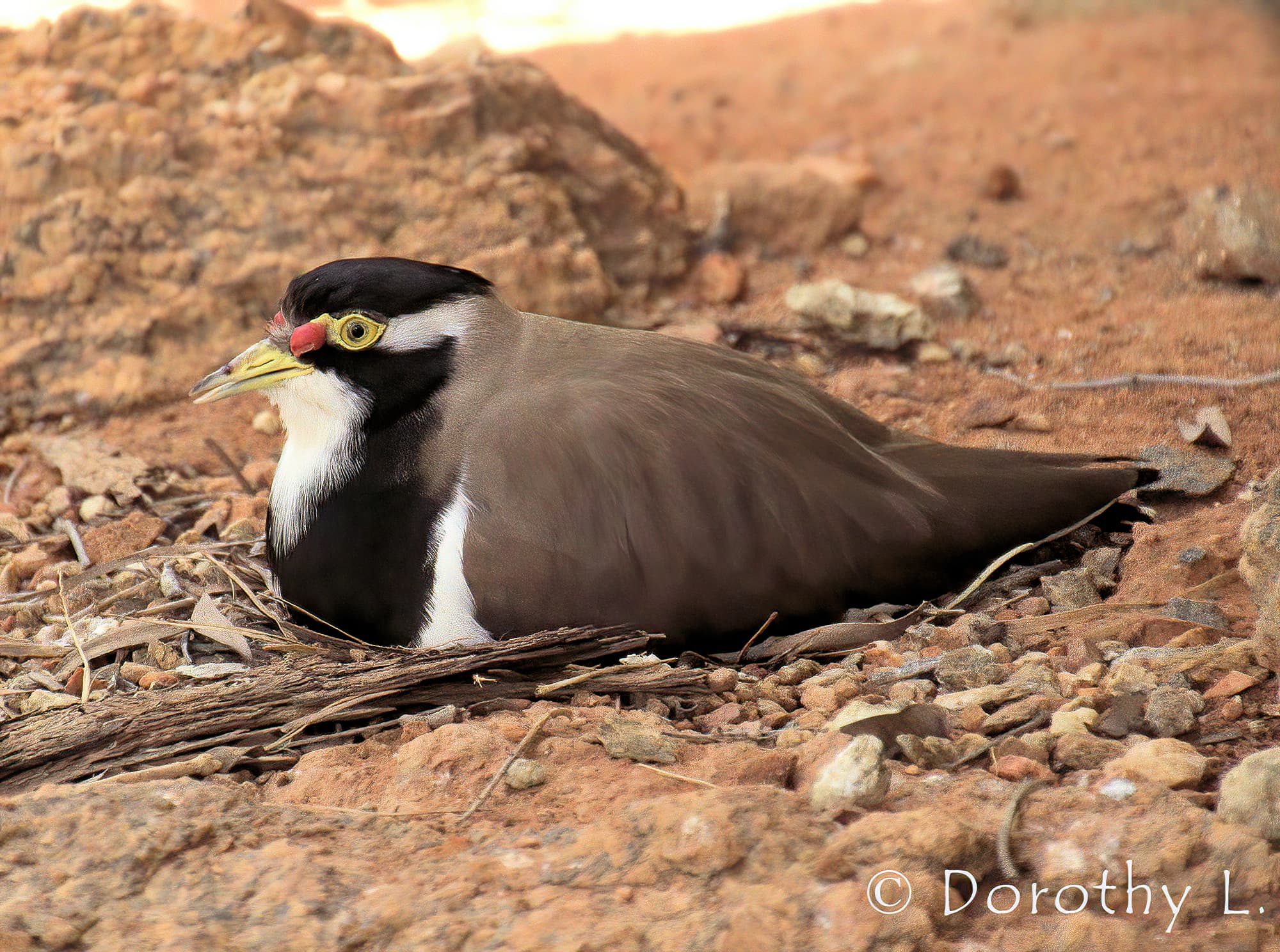 Banded Lapwing (Vanellus tricolor)