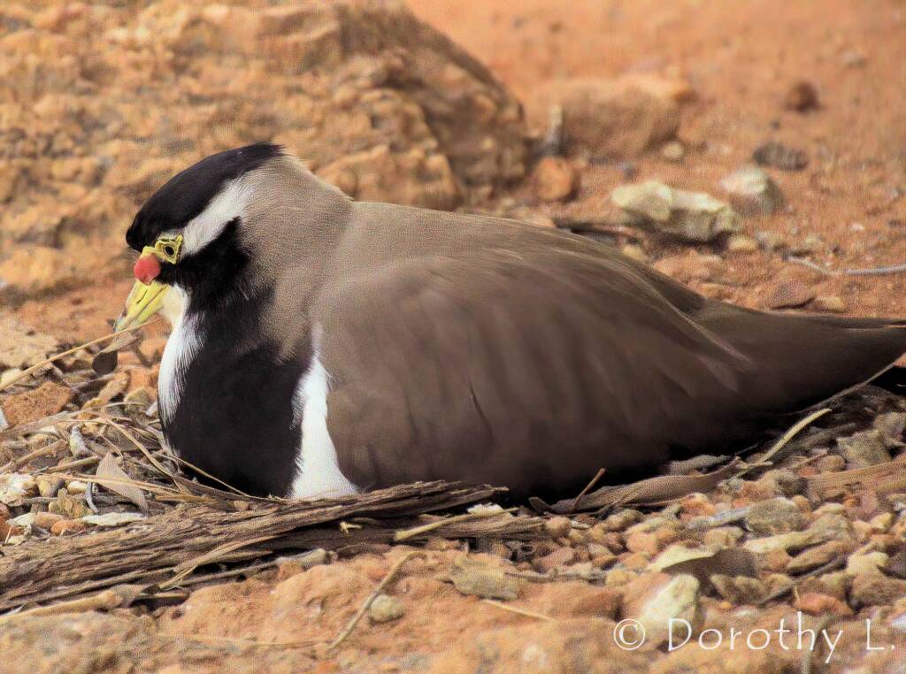 Banded Lapwing (Vanellus tricolor)