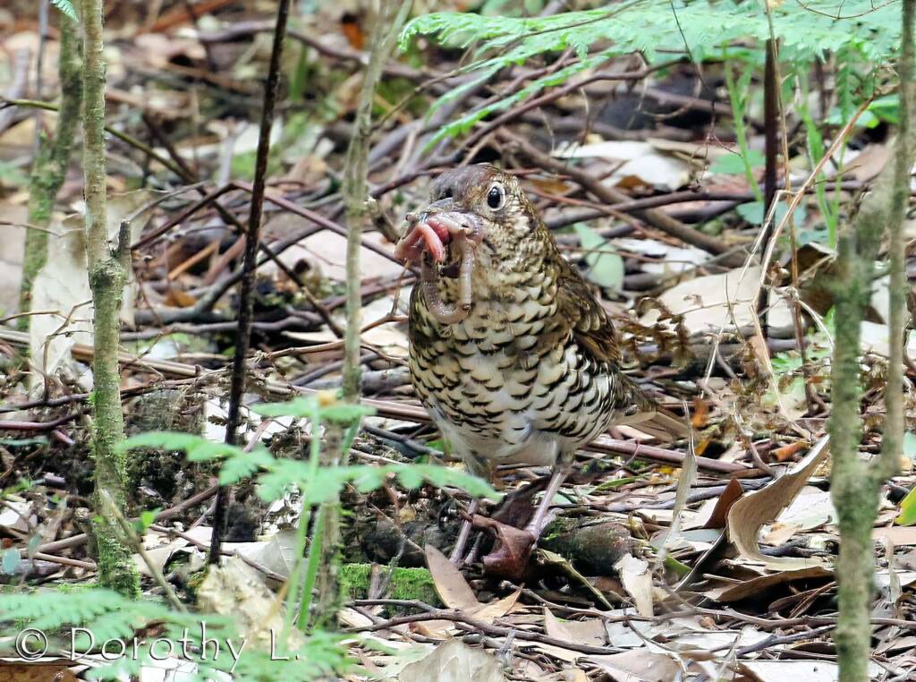 Bassian thrush (Zoothera lunulata)