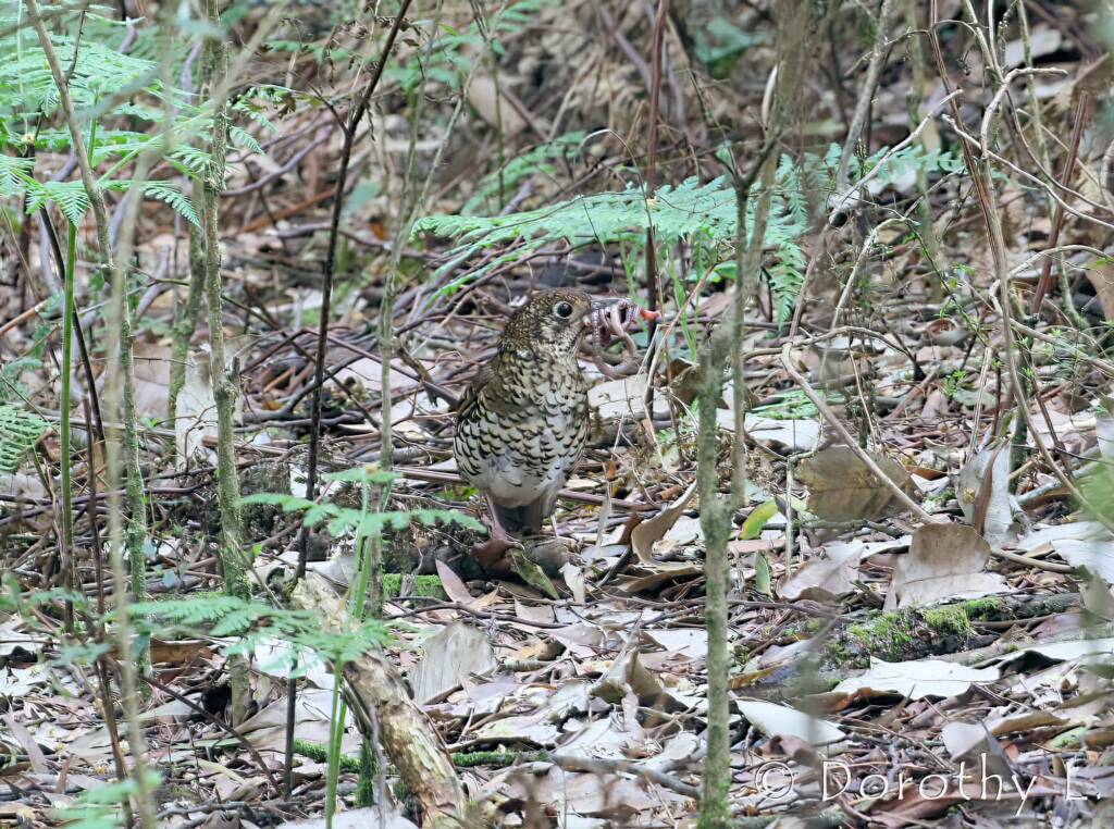 Bassian thrush (Zoothera lunulata)