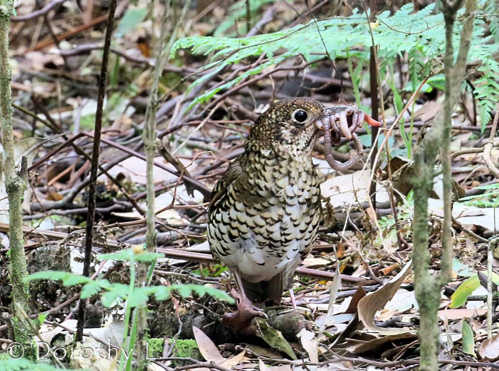 Bassian thrush (Zoothera lunulata)