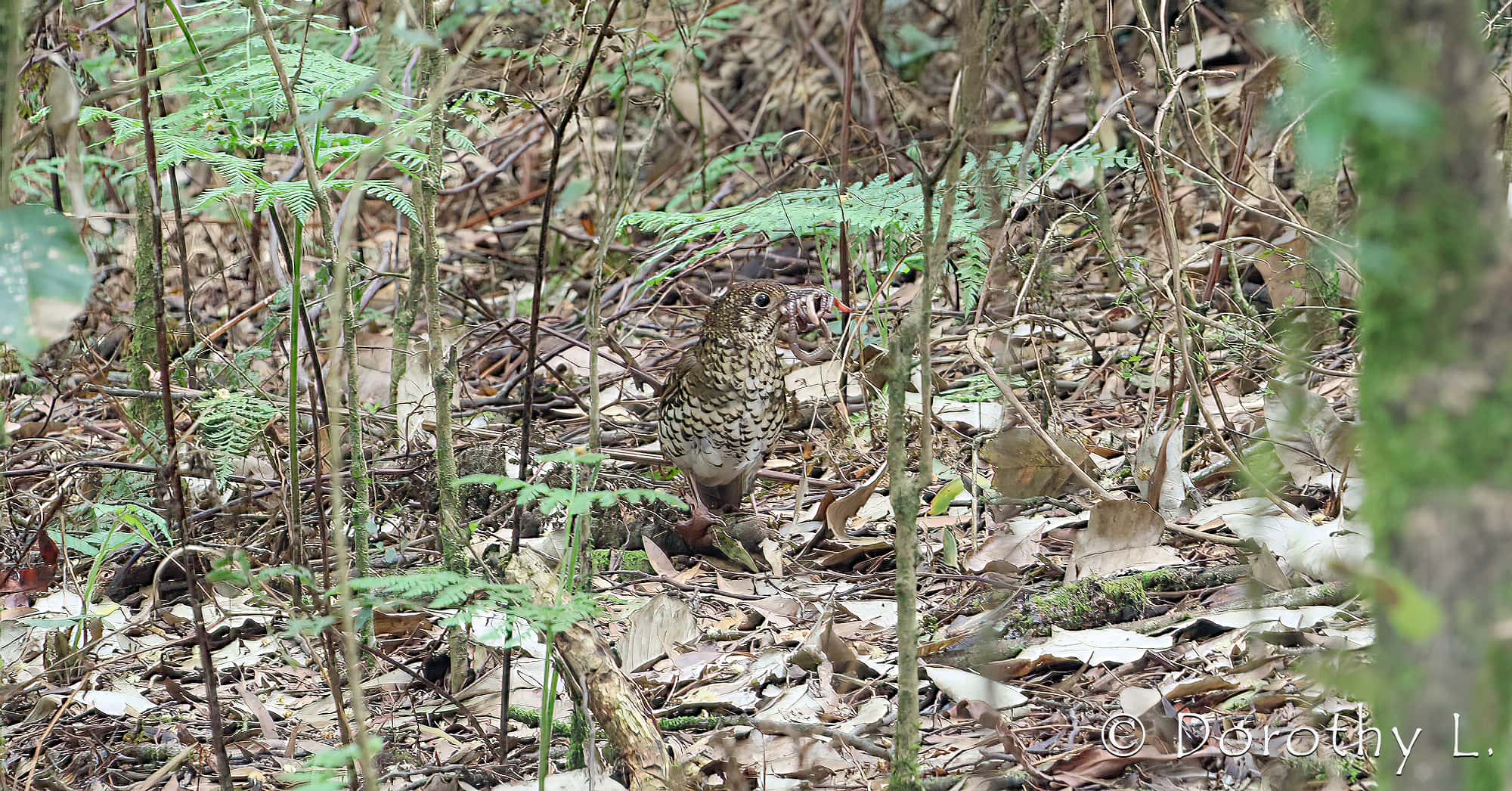 Bassian thrush (Zoothera lunulata)