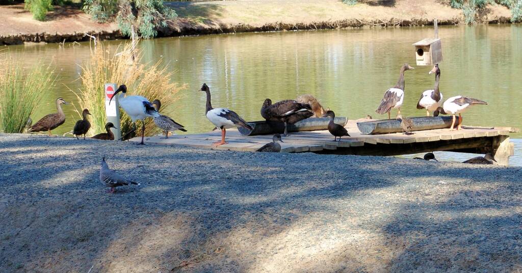 Birds in the Wetlands, Kyabram Fauna Park, VIC